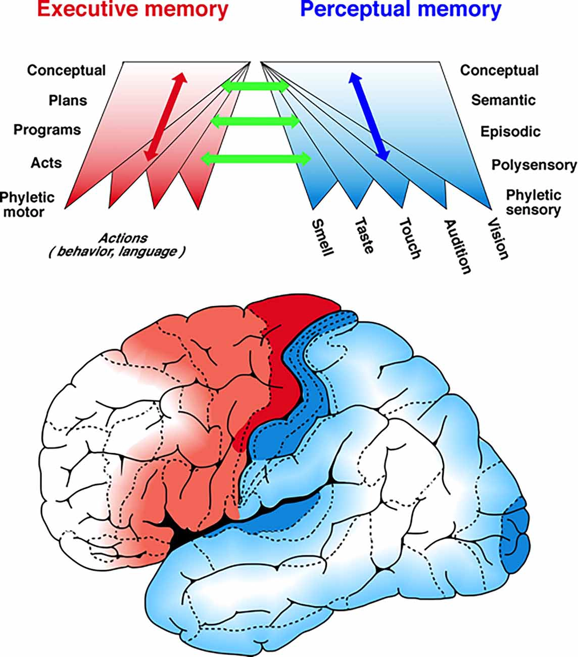 Fuster's diagram showing the hierarchical organization of executive and perceptual memory, with bidirectional connections between levels